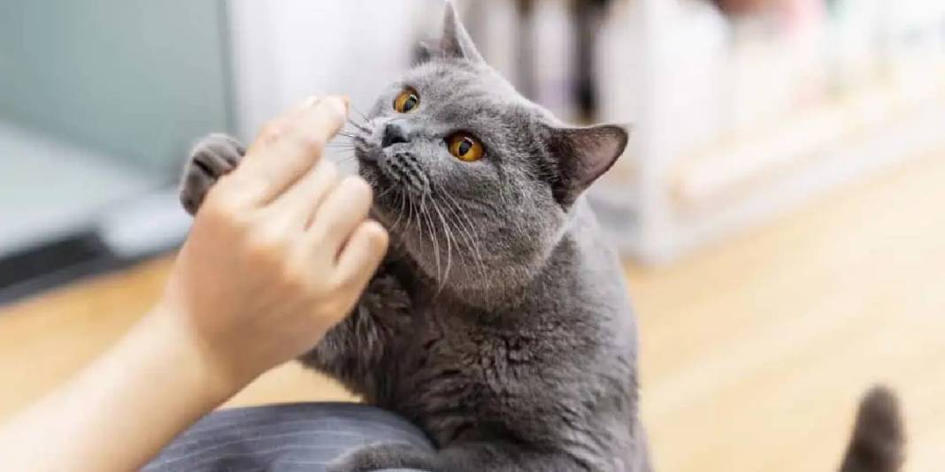 Kediler bu kokudan kaçıyor! Asla tahammülleri yok: Nedenine çok şaşıracaksınız! 4